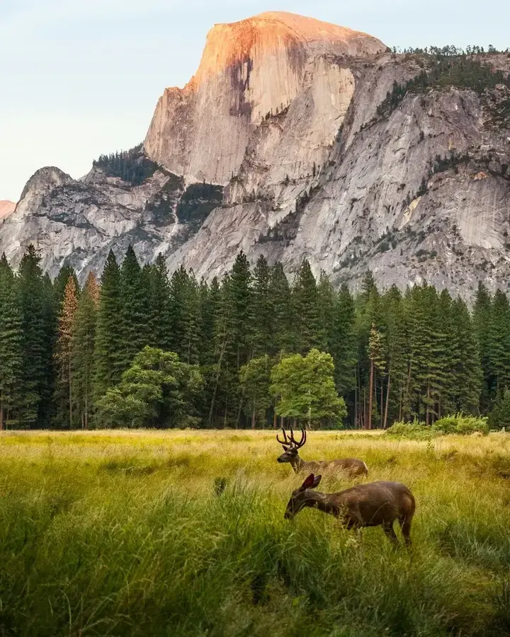 Natual landscape with deer and mountains in the background